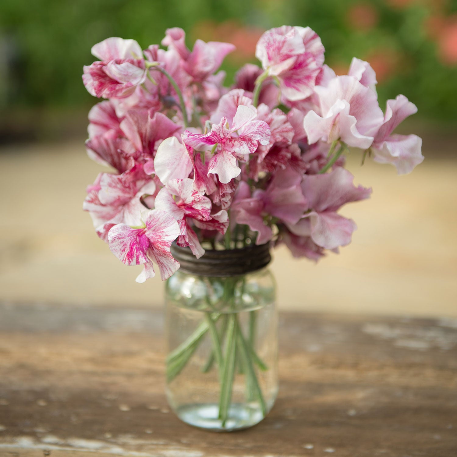 Chocolate Sweet Pea Flowers in a Vase