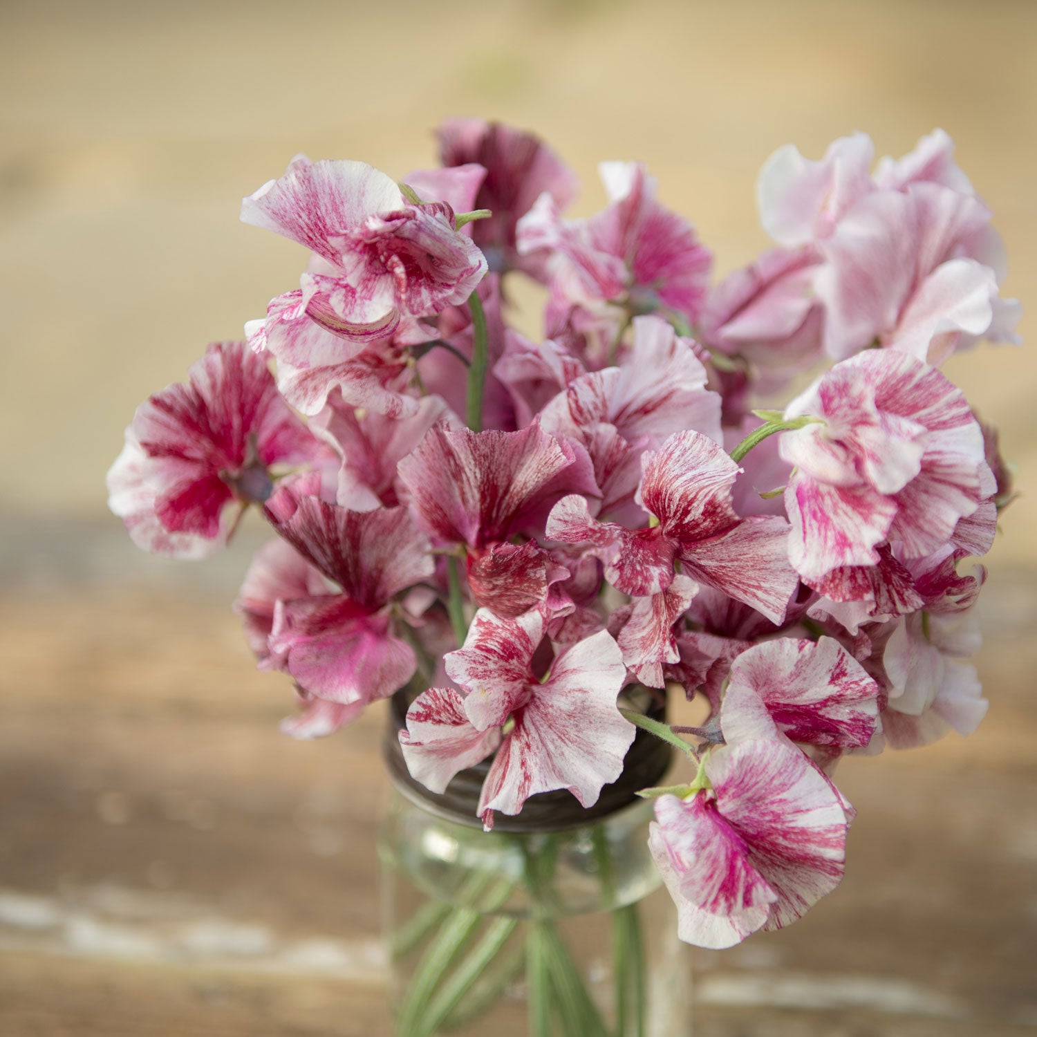 Chocolate Sweet Pea Flowers in a Vase