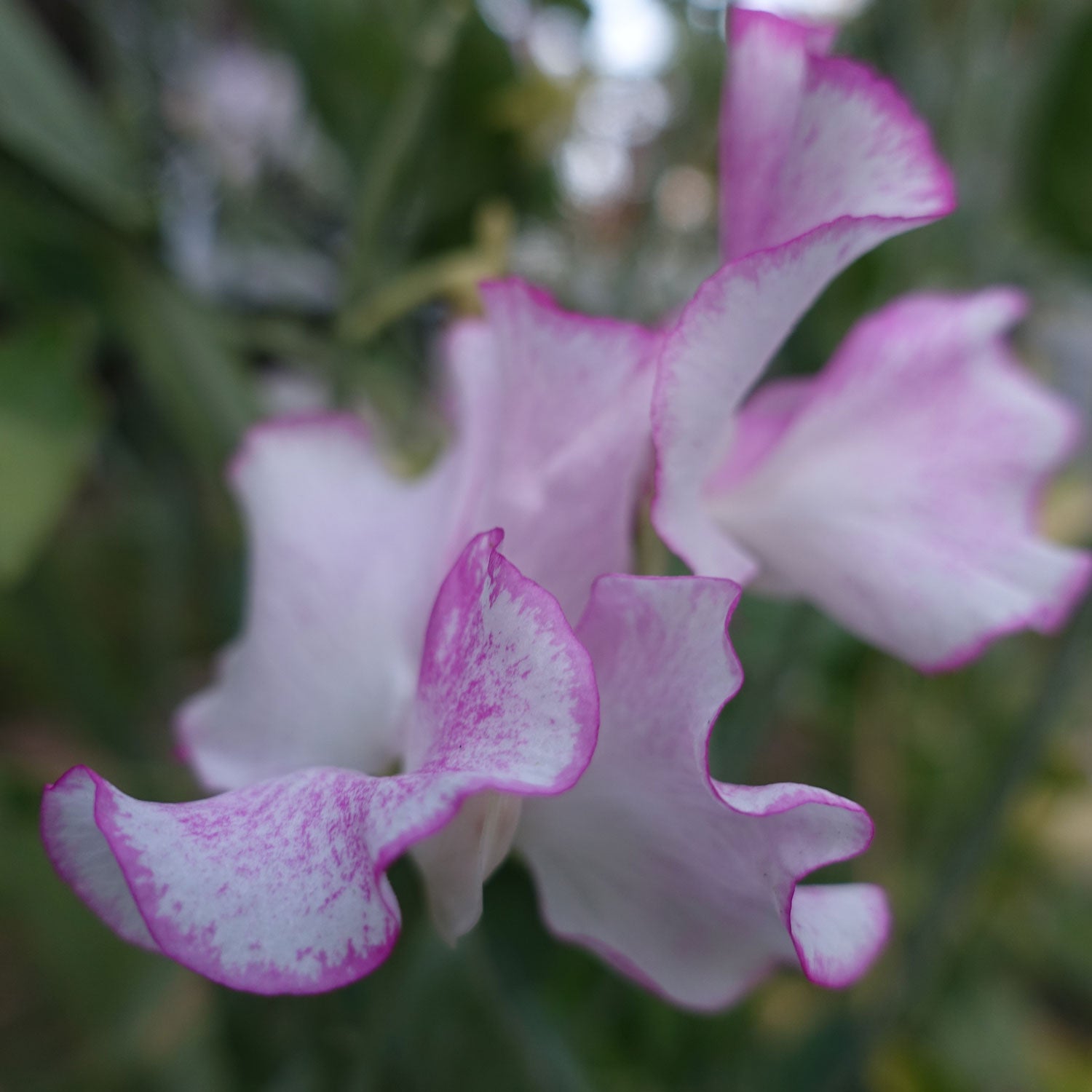 Comet Sweet Pea Flowers
