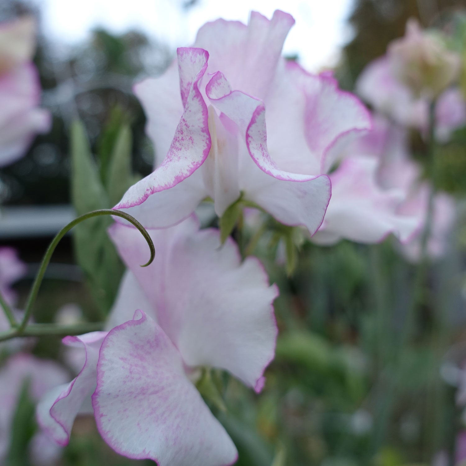 Comet Sweet Pea Flowers Grown from Sweet Pea Seed