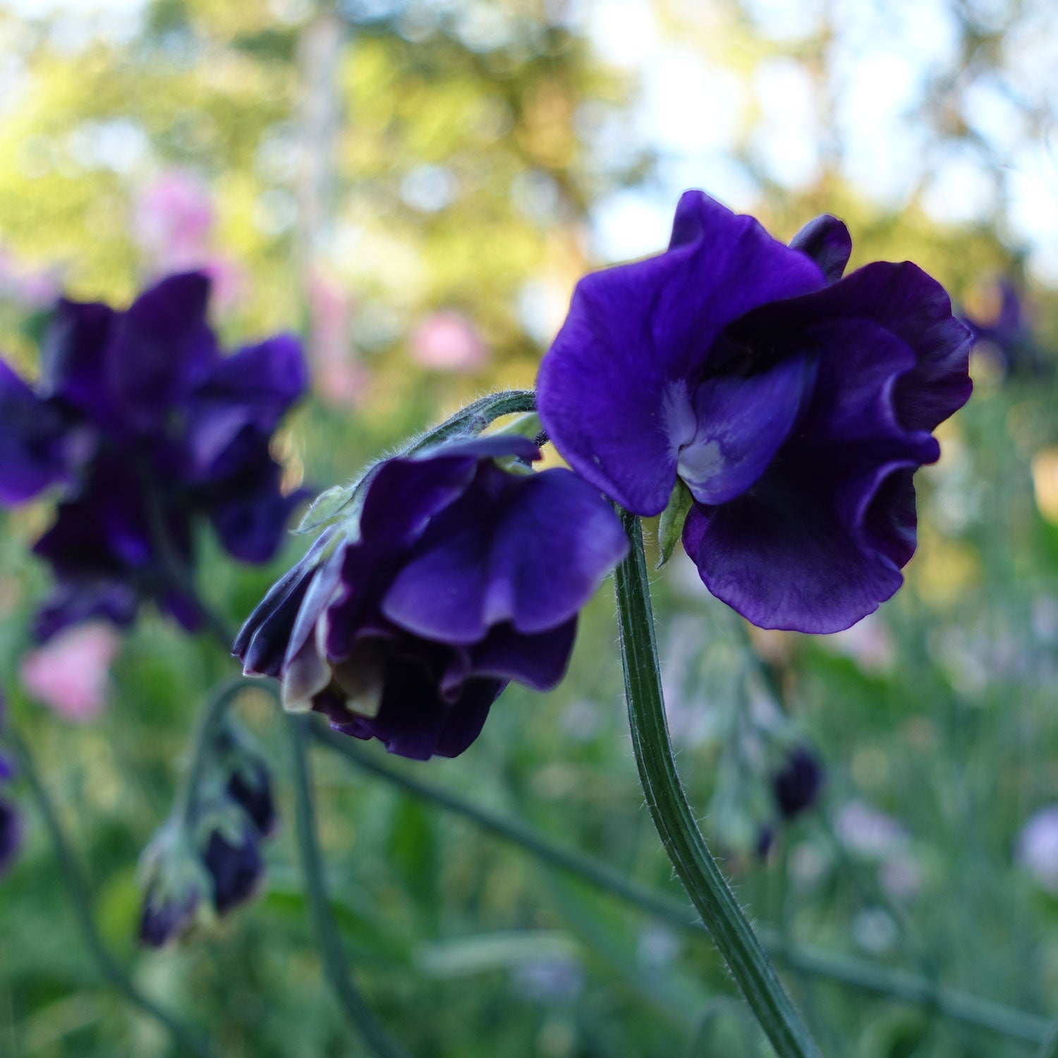 Dark Passion Sweet Pea Flowers