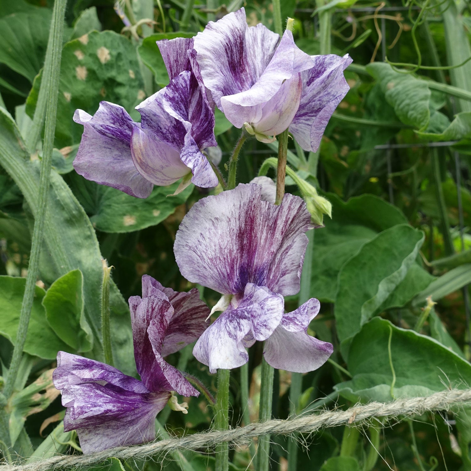 Earl Grey Sweet Pea Flowers