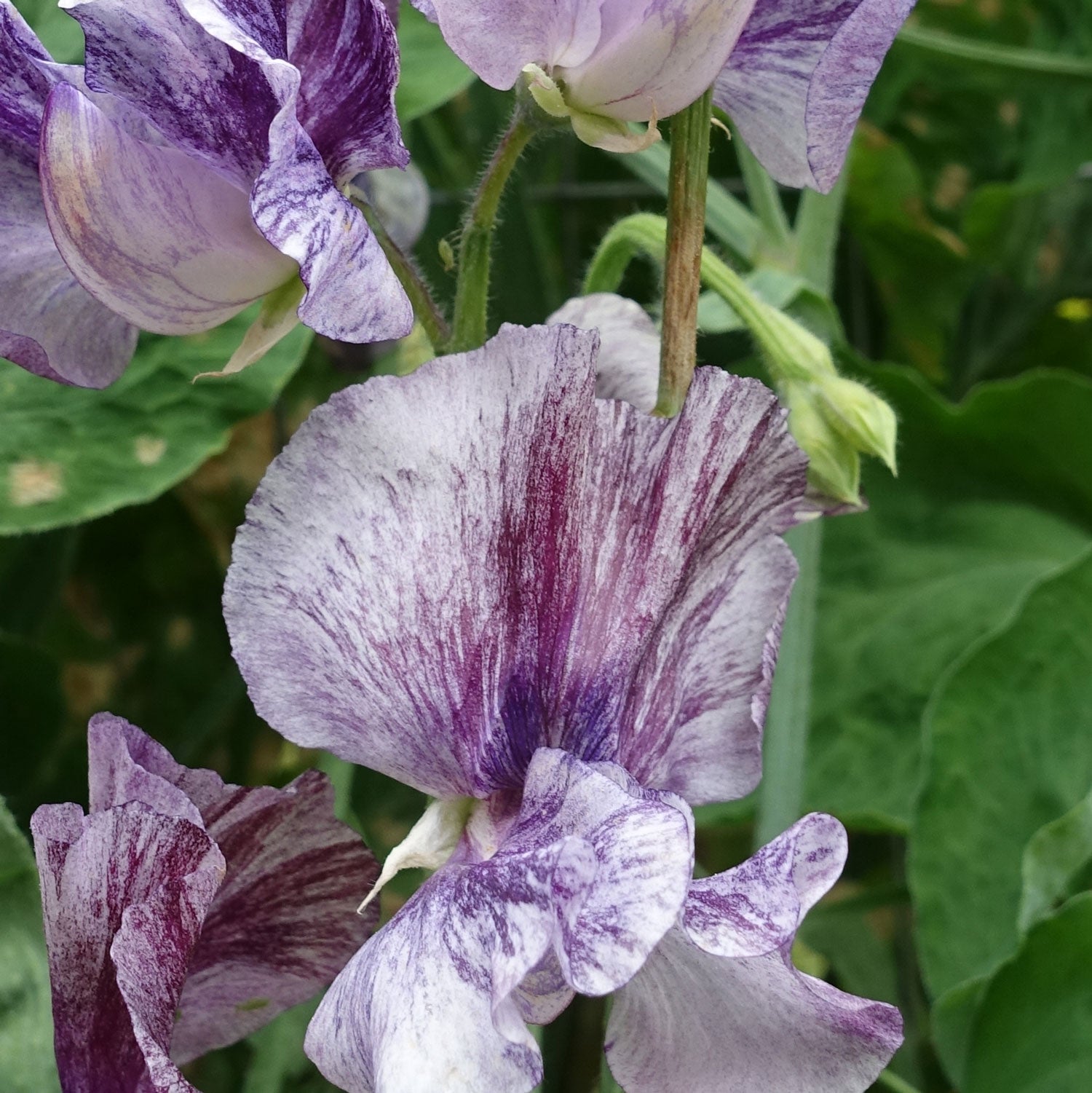 Close Up of Earl Grey Sweet Pea Flowers