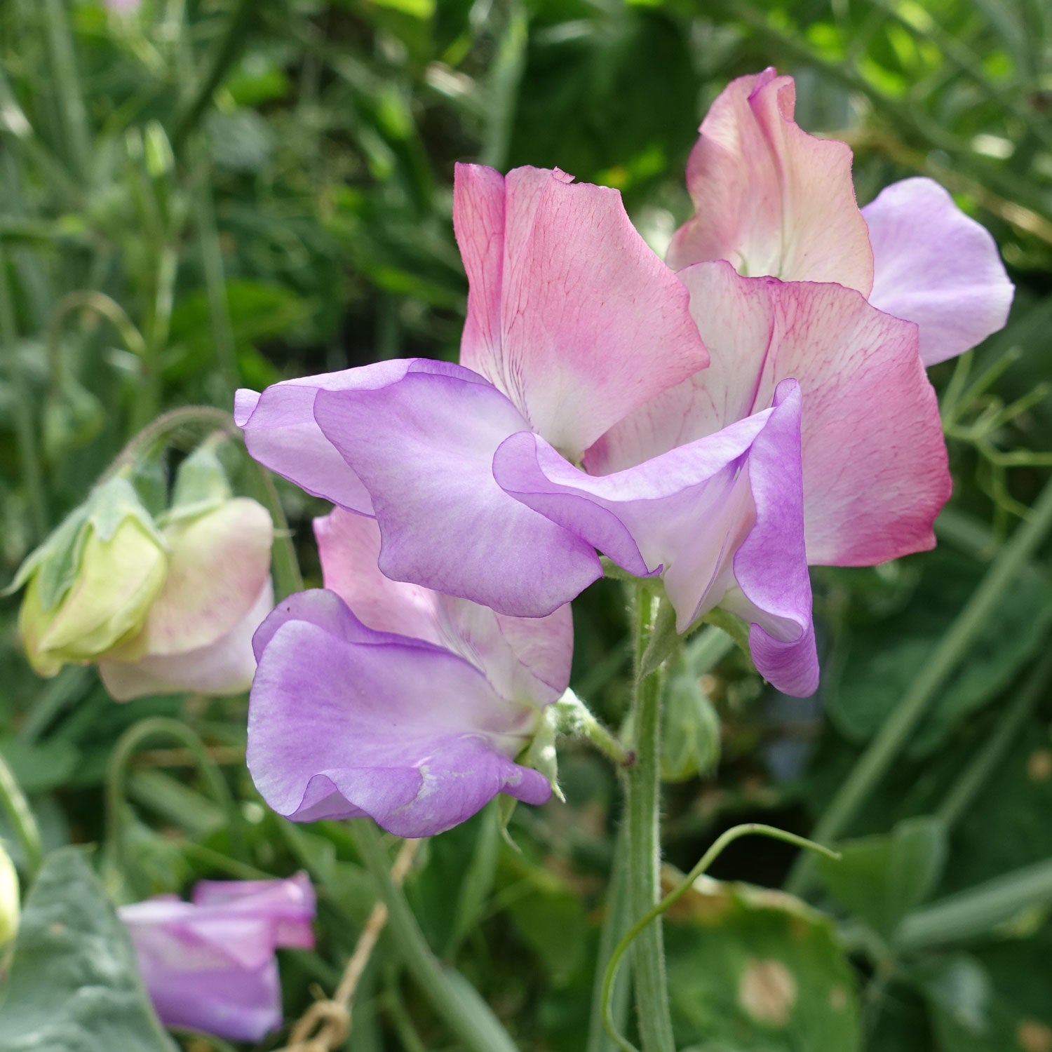 Enchante Sweet Pea Flowers With Buds