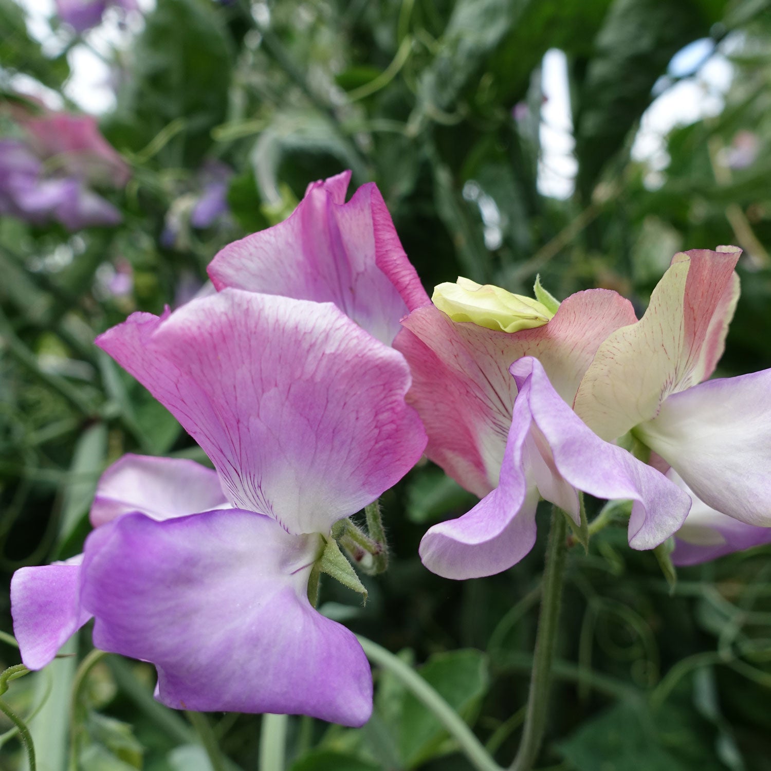 Enchante Sweet Pea Flowers Grown from Sweet Pea Seed