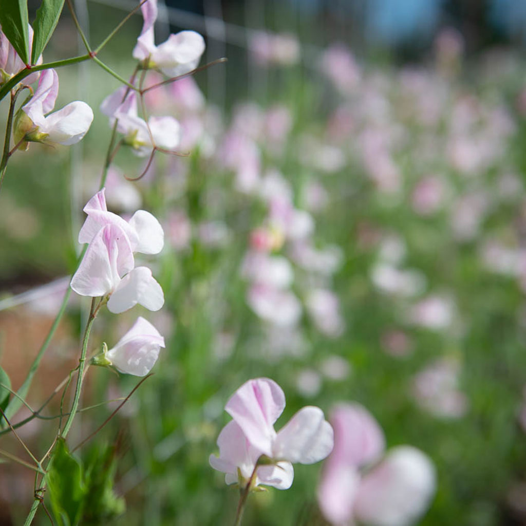 Enigma Sweet Pea Flowers