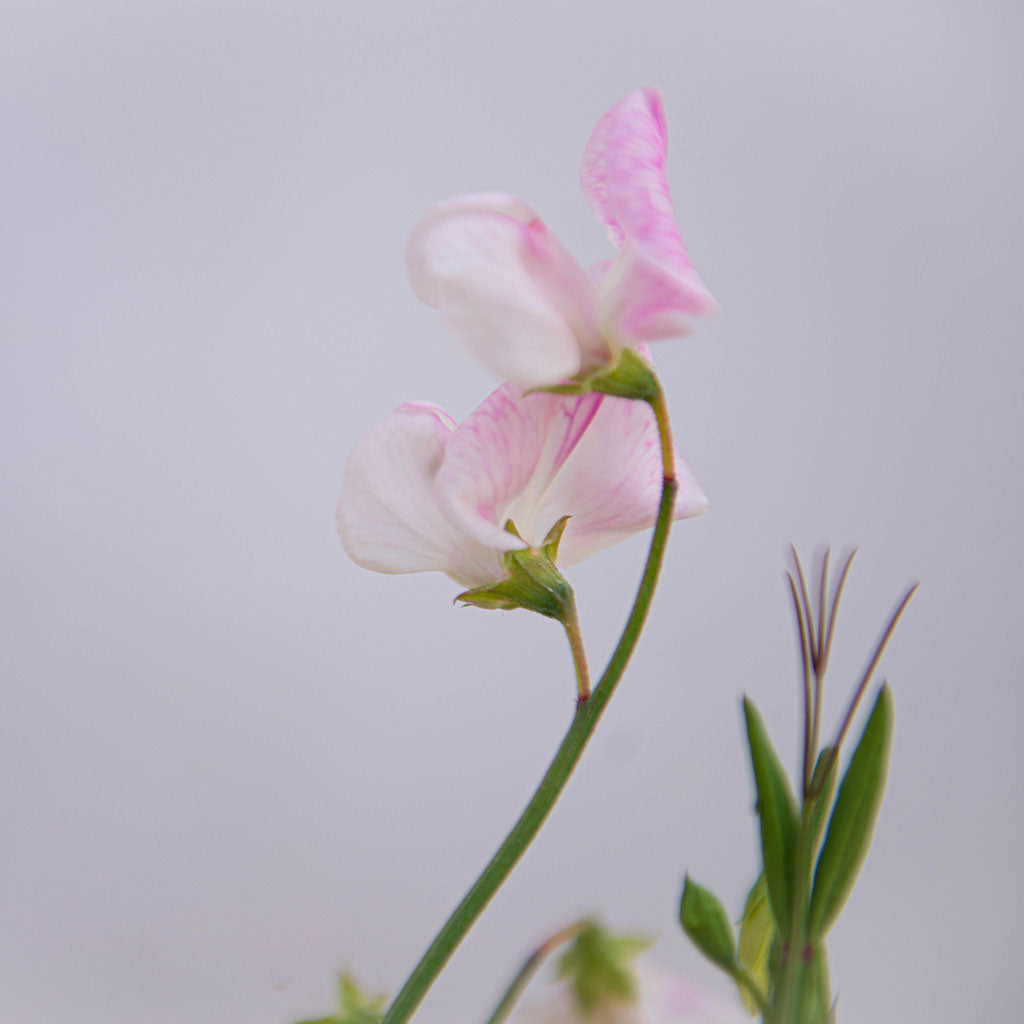 Enigma Sweet Pea Flower