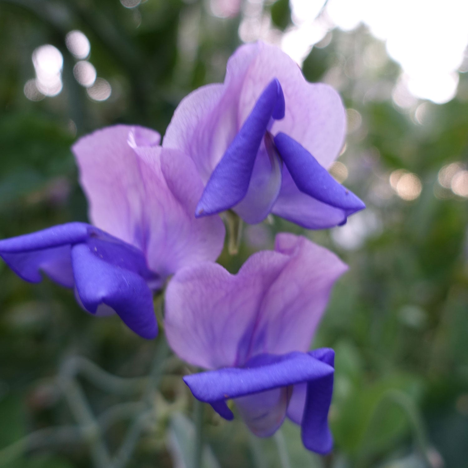 Erewhon Sweet Pea Flowers