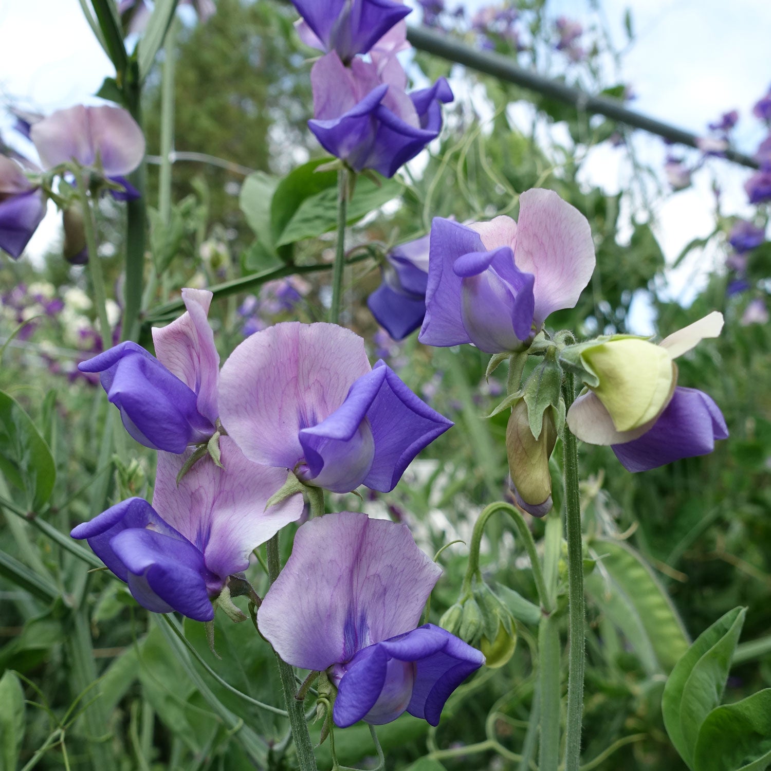 Erewhon Sweet Pea Flowers Growing on the Vine