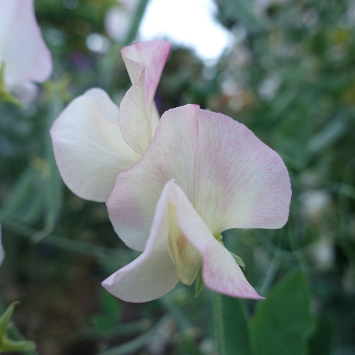 Frolic Sweet Pea Flowers