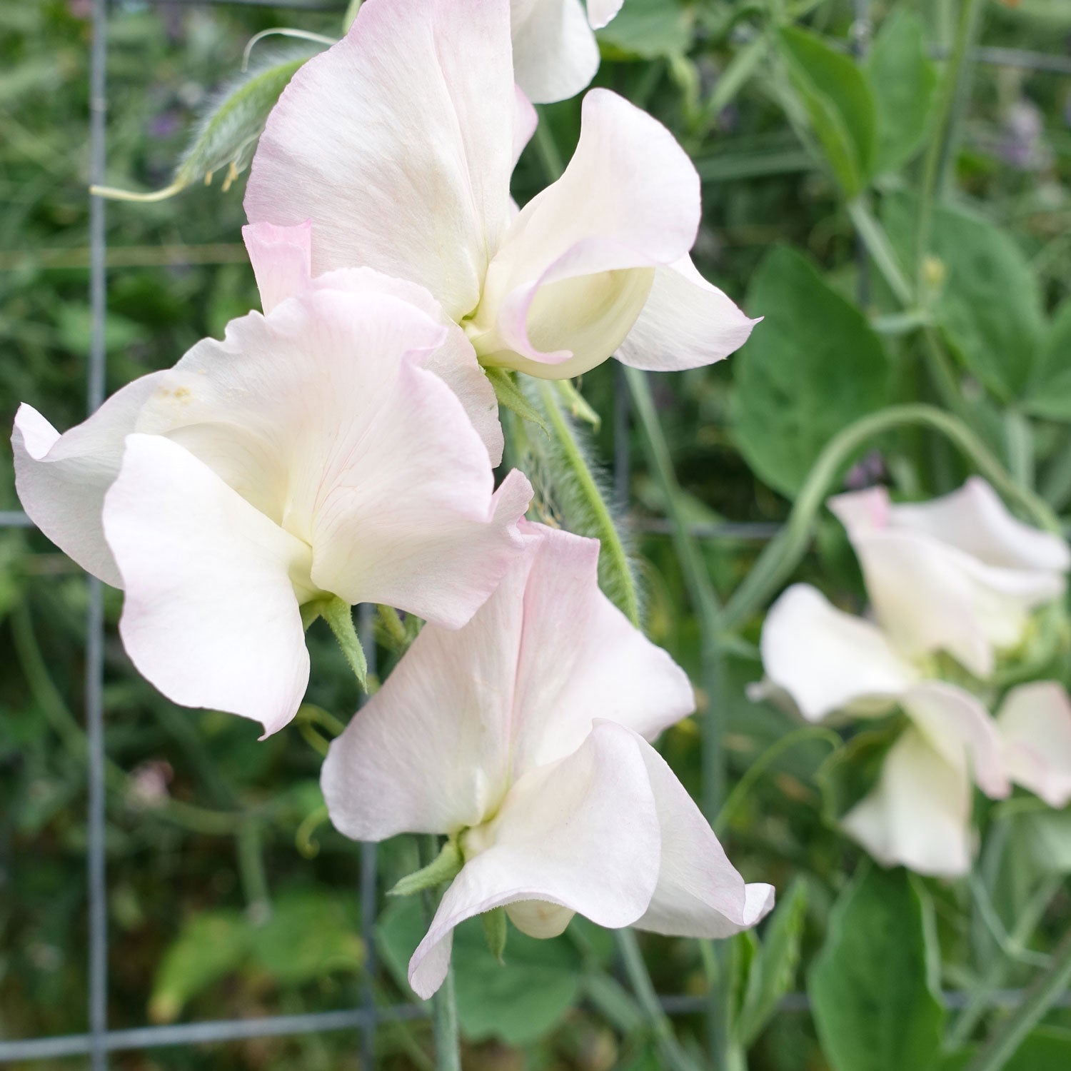 Frolic Sweet Pea Flowers Growing on the Vine