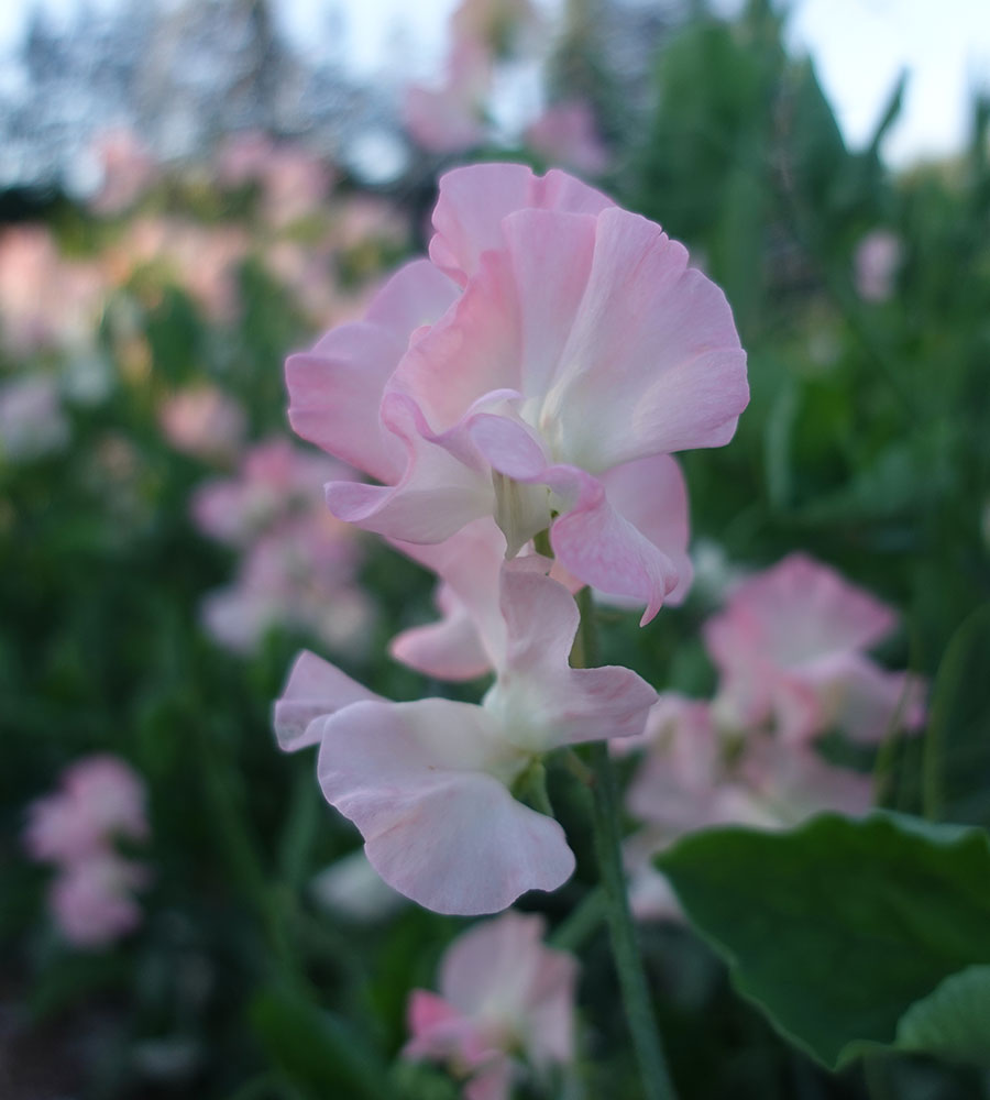 Gilly Norah Sweet Pea Flowers