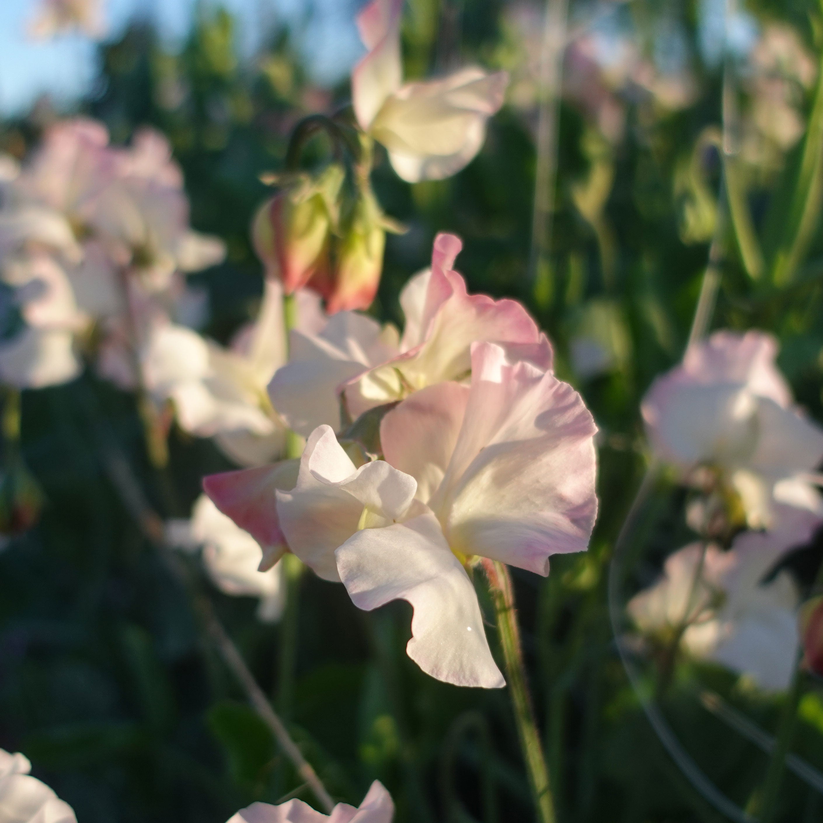 Sweet Pea Gwawr Cymru