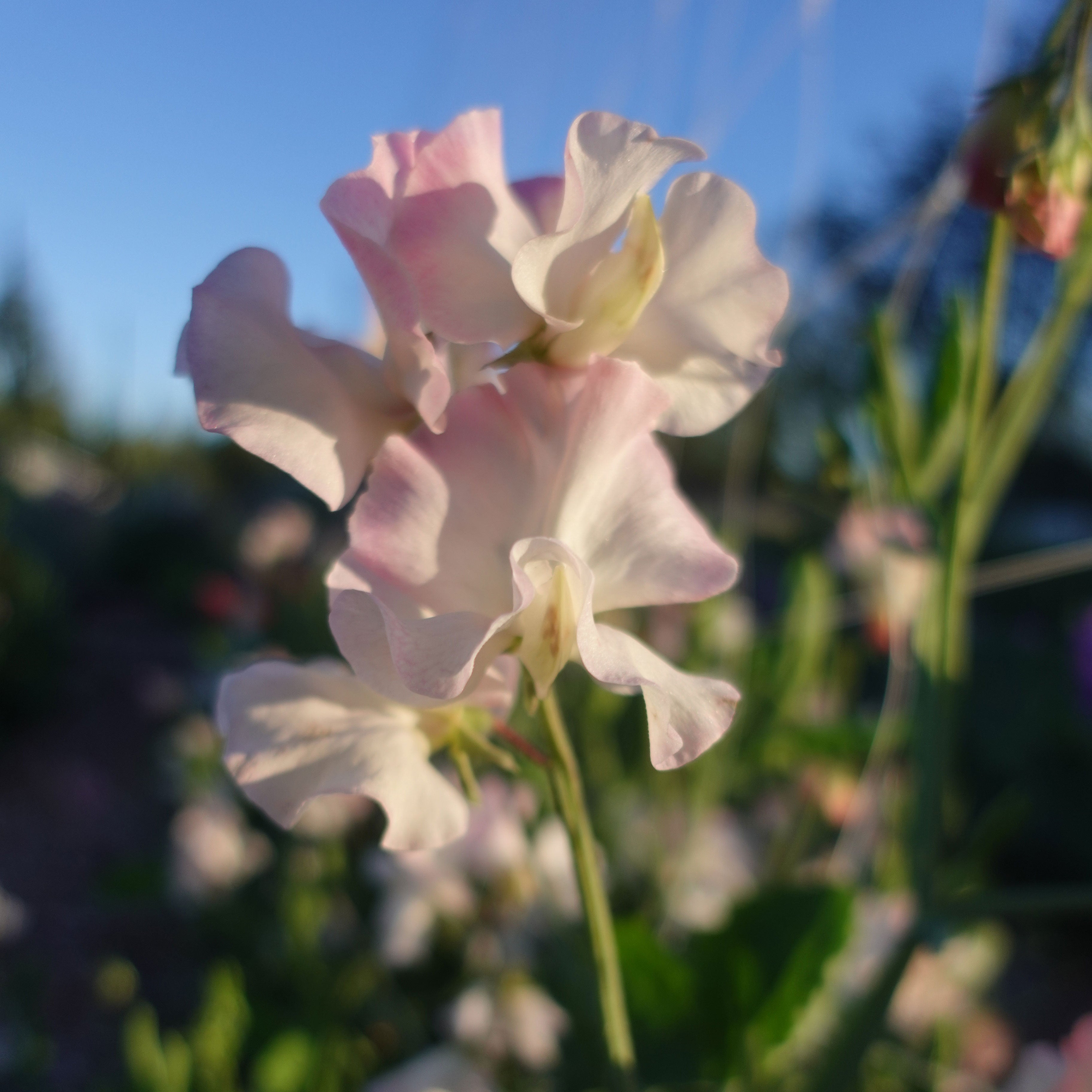 Sweet Pea Gwawr Cymru