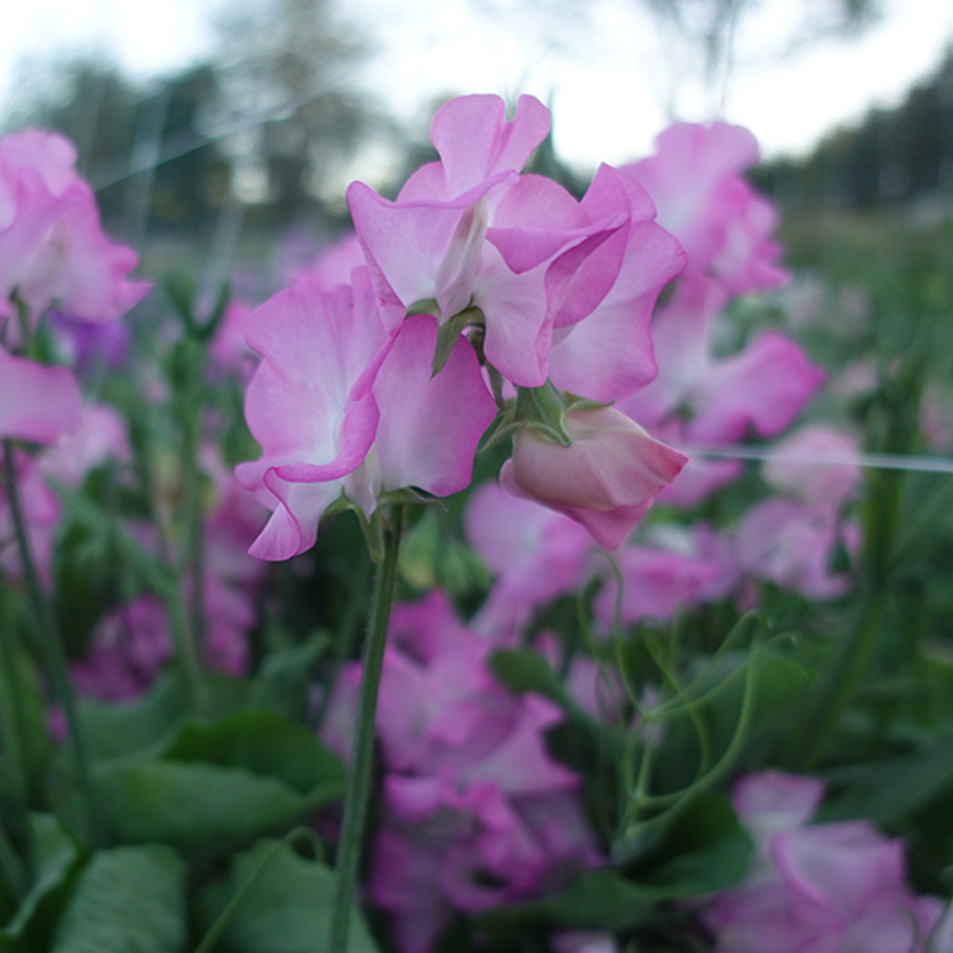 Gwendoline Sweet Pea Flowers