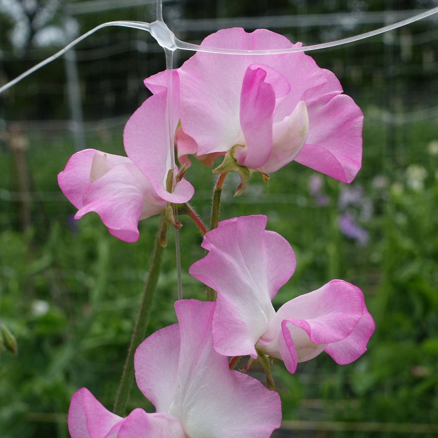 Gwendoline Sweet Pea Flowers