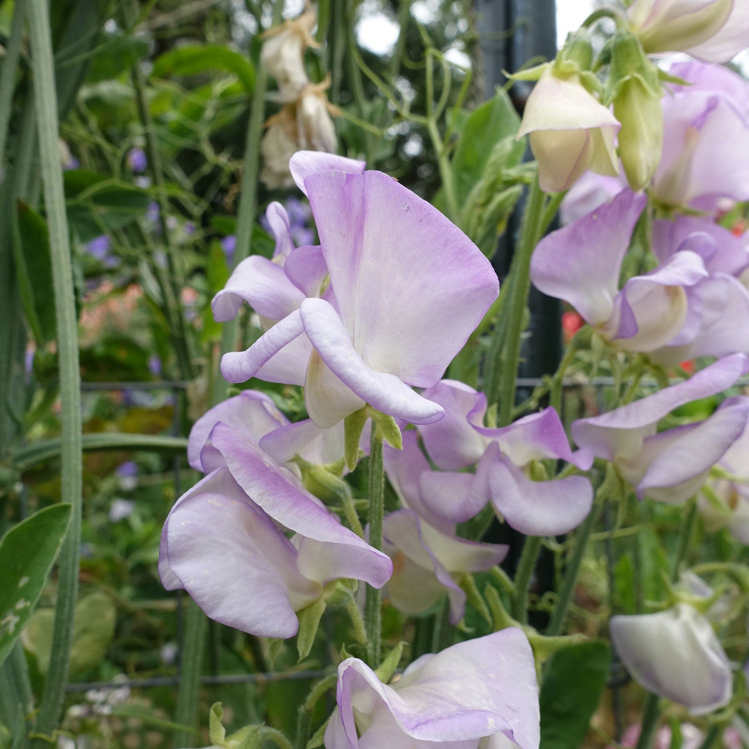 High Scent Sweet Pea Flowers