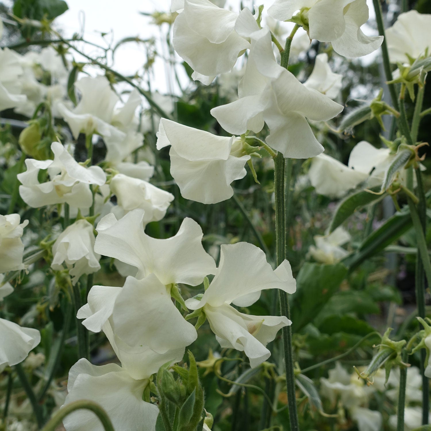 Jilly Sweet Pea Flowers