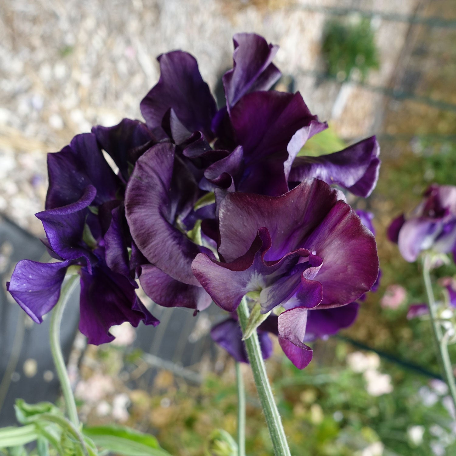 Joyce Stanton Sweet Pea Flowers