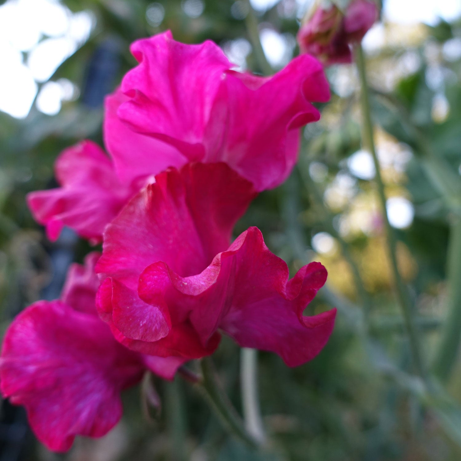 Judith Wilkinson Sweet Pea Flowers