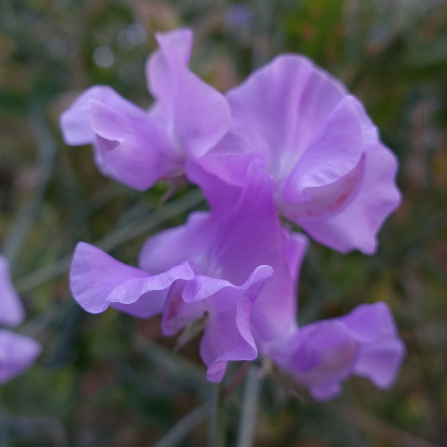 Karen Louise Sweet Pea Flower