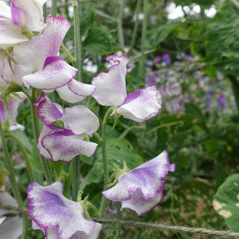 Lady Nicholson Sweet Pea