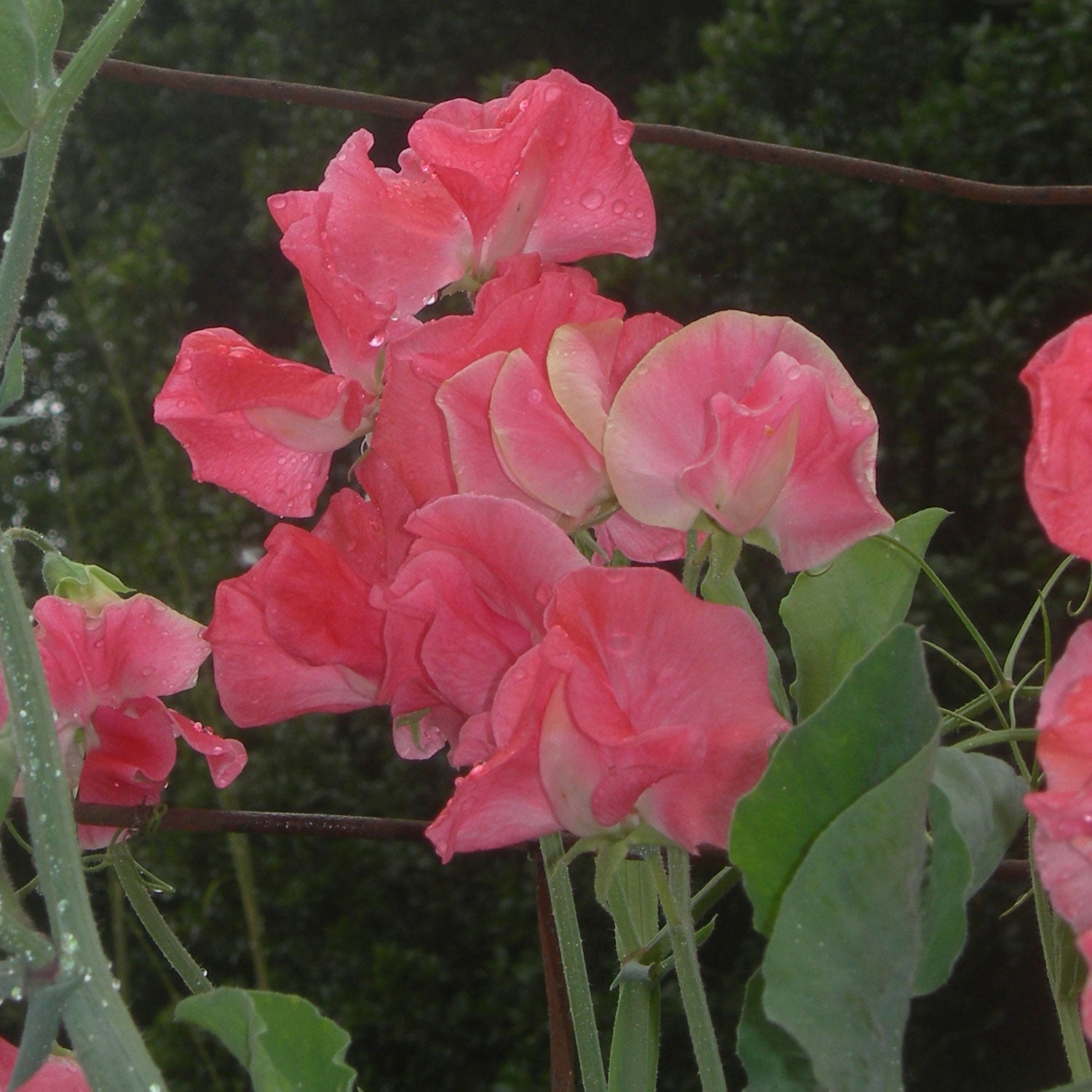 LizbethSweet Pea Flowers