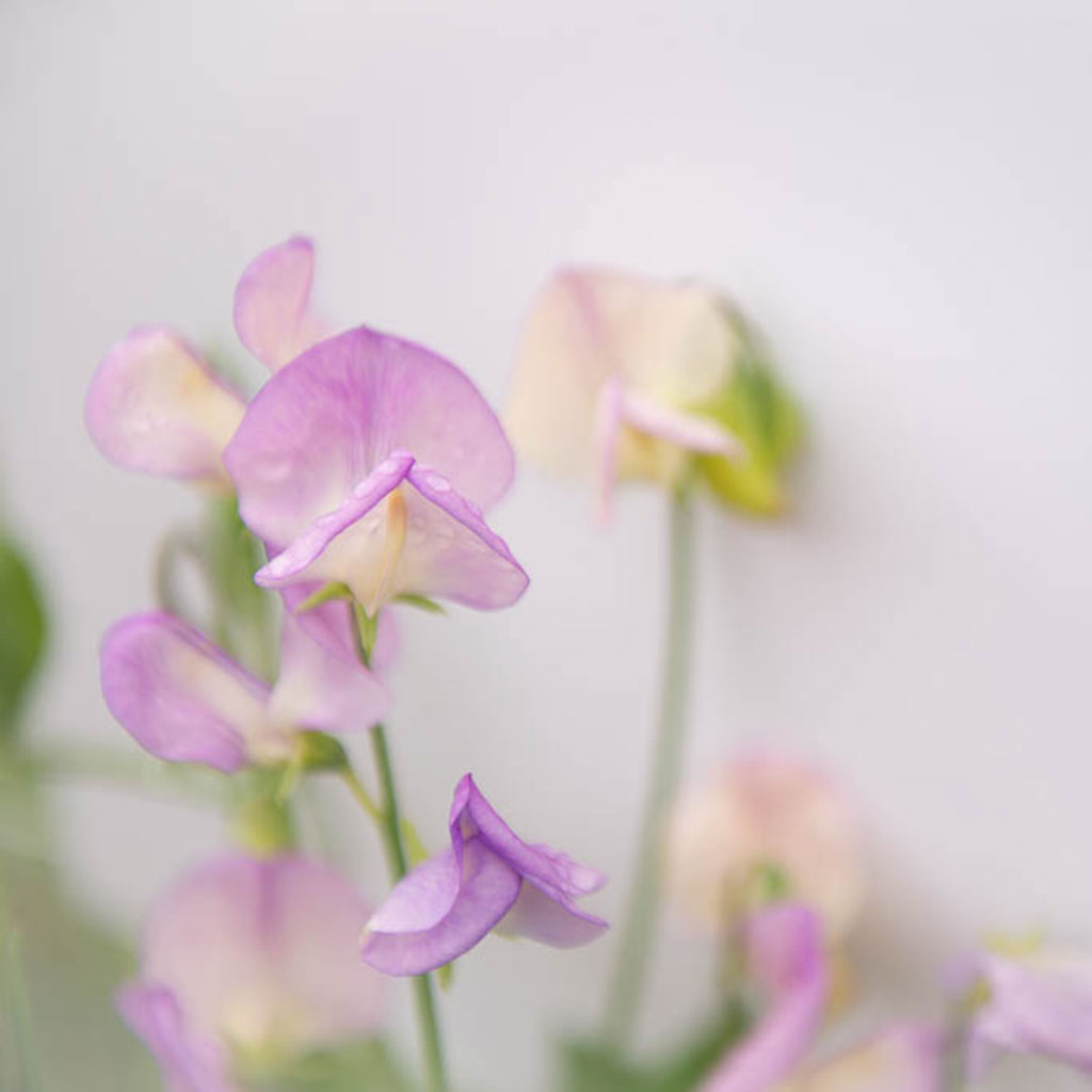 Sweet Pea More Scent