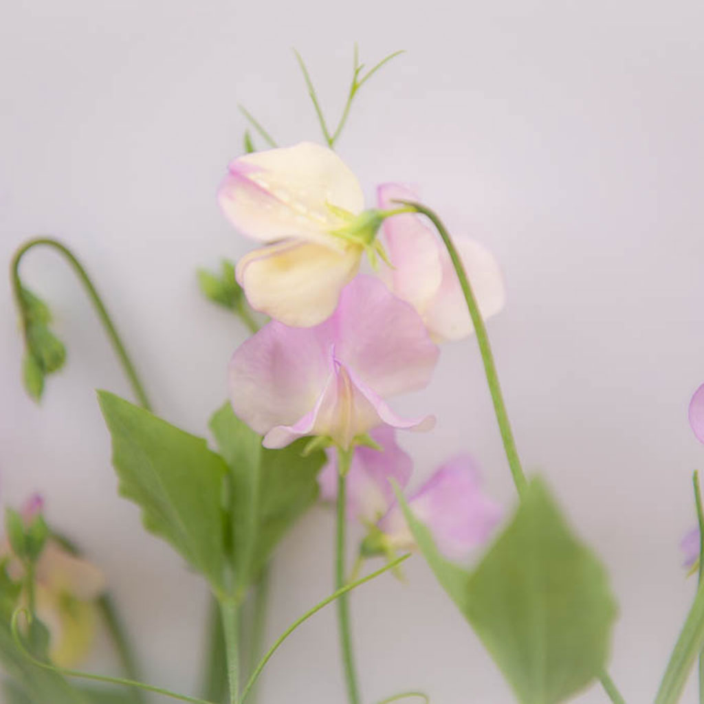 Sweet Pea More Scent