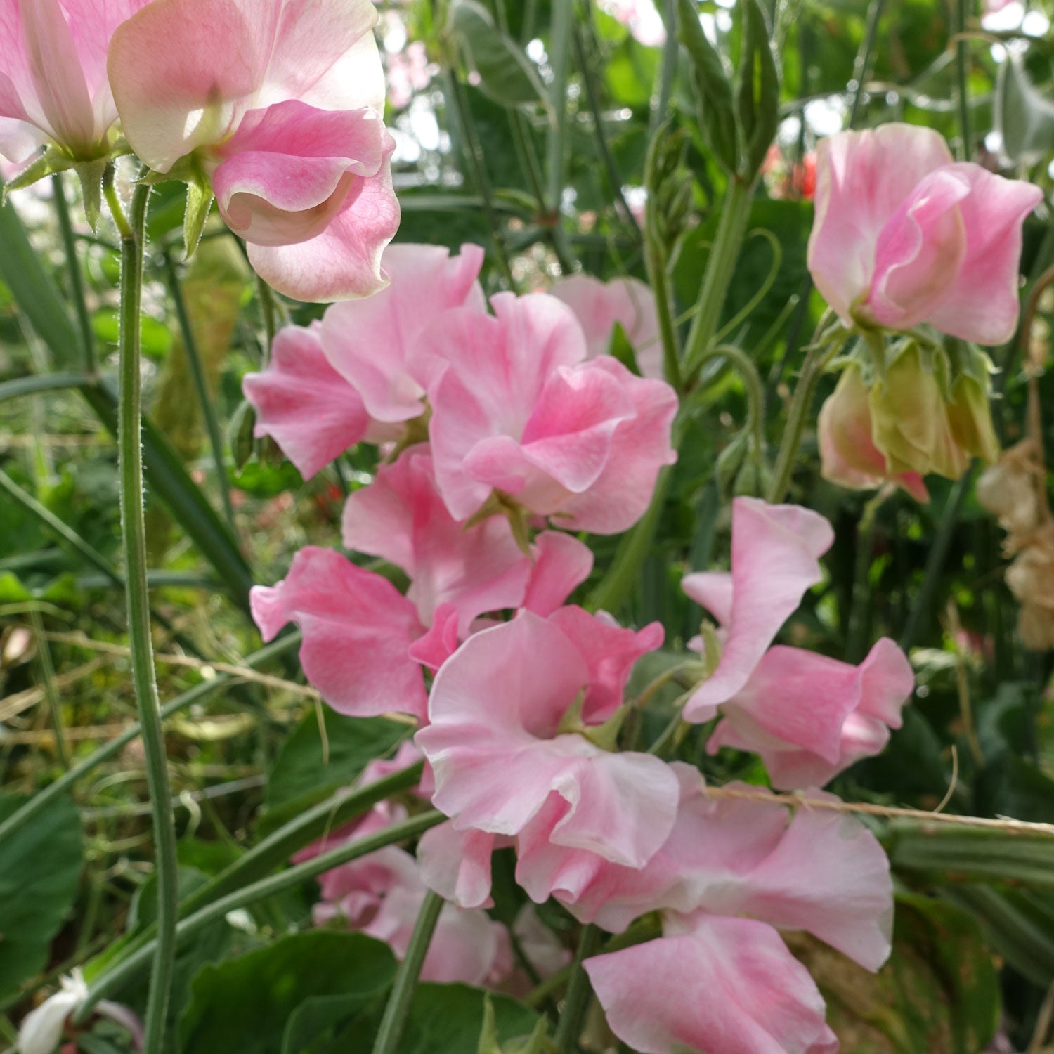 Mrs Bernard Jones Sweet Peas Growing on the Vine