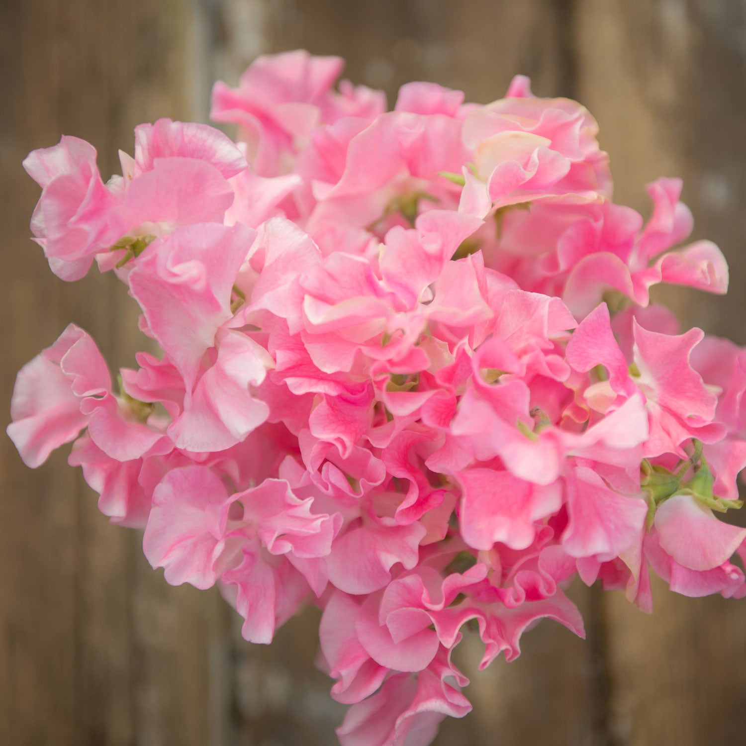 Mrs Bernard Jones Sweet Pea Flowers