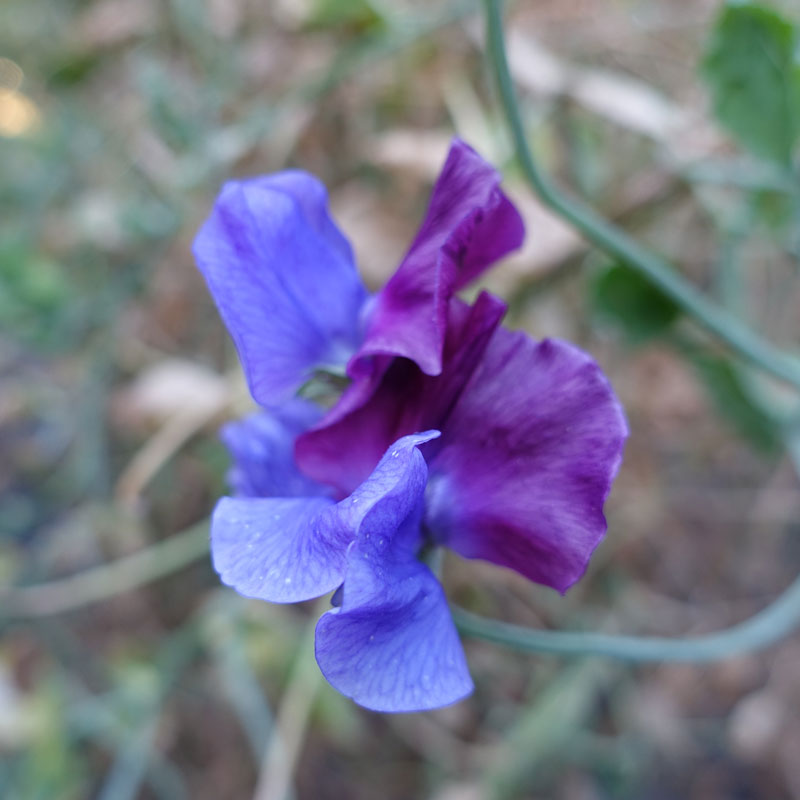 North Shore Sweet Pea