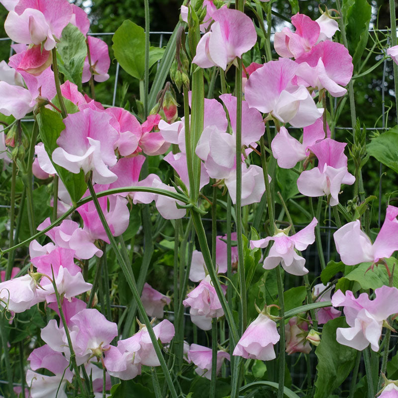 Nuance Sweet Pea Flowers