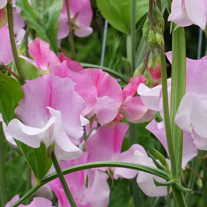 Nuance Sweet Pea Flowers