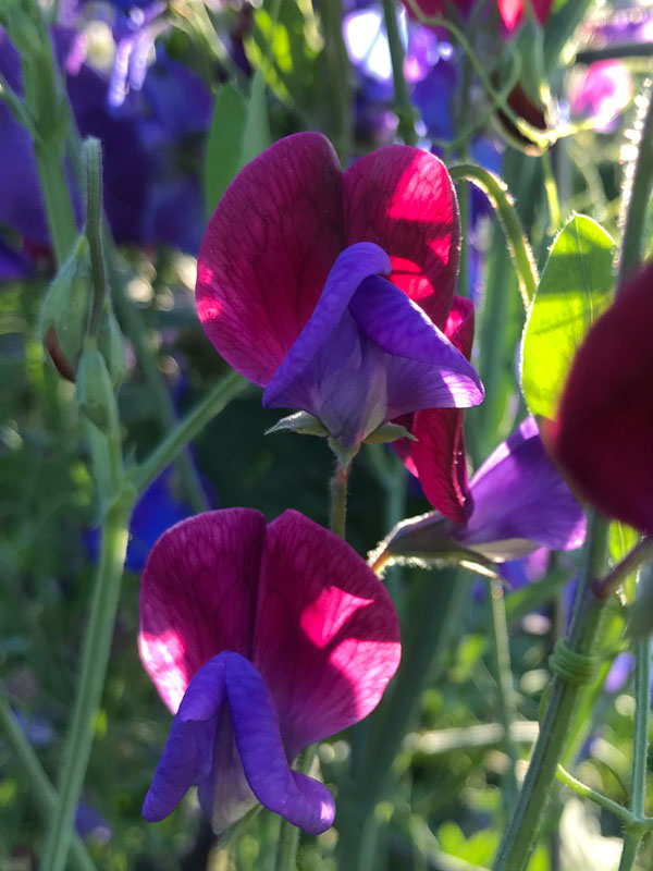 Original Sweet Pea Flowers