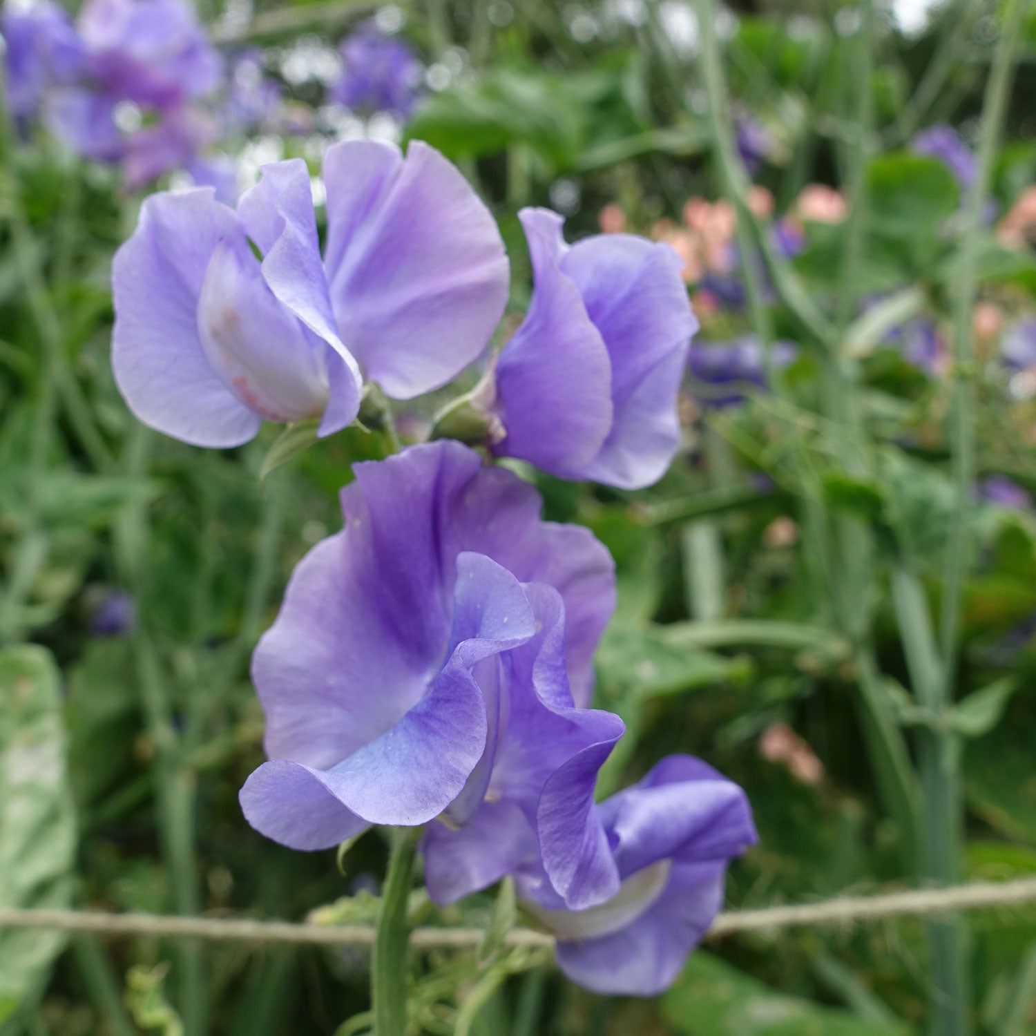 Our Harry Sweet Pea Flowers