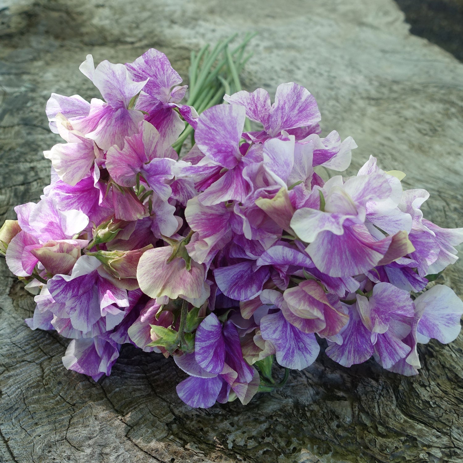 Bouquet of Pandemonium Sweet Pea Flowers