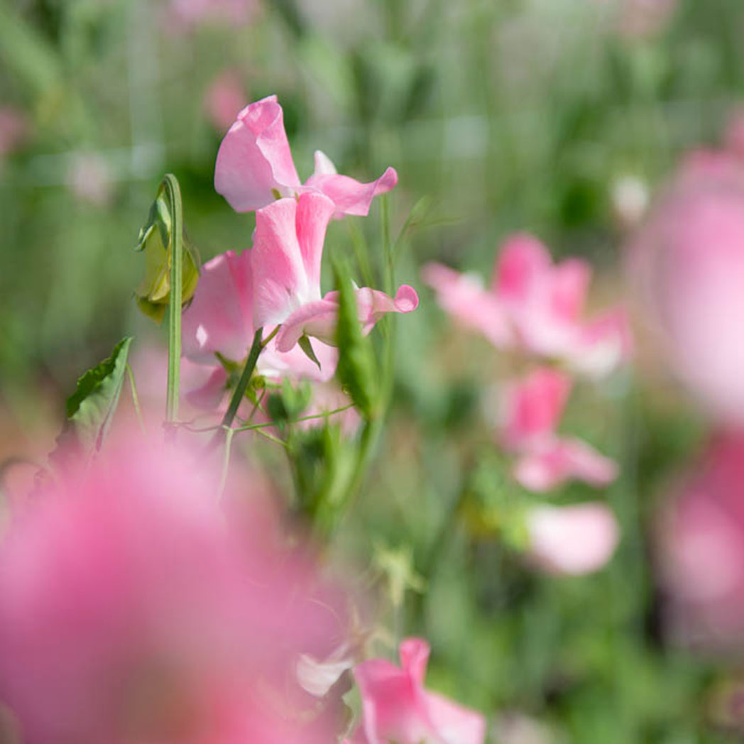 Pink Nines Sweet Pea Flower