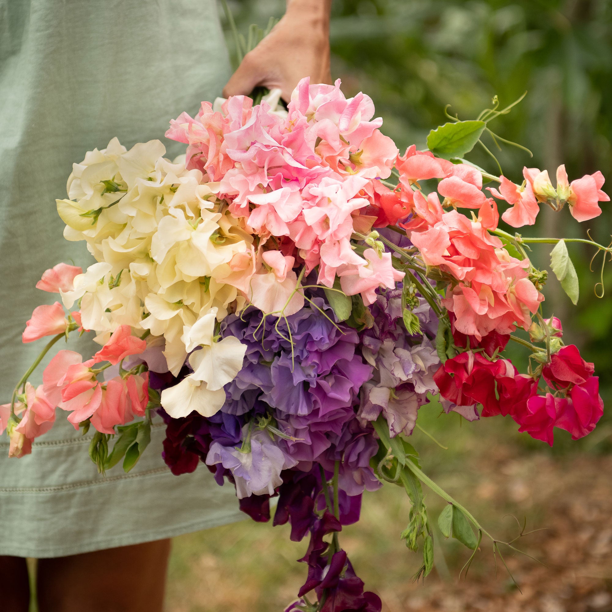 Pot Luck Sweet Pea Mix