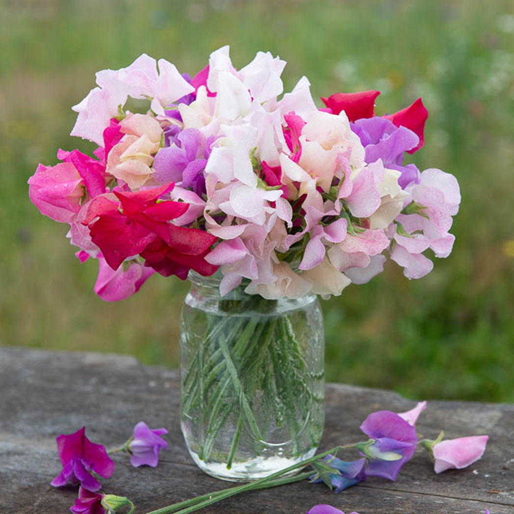 Sweet Pea Seed Mix