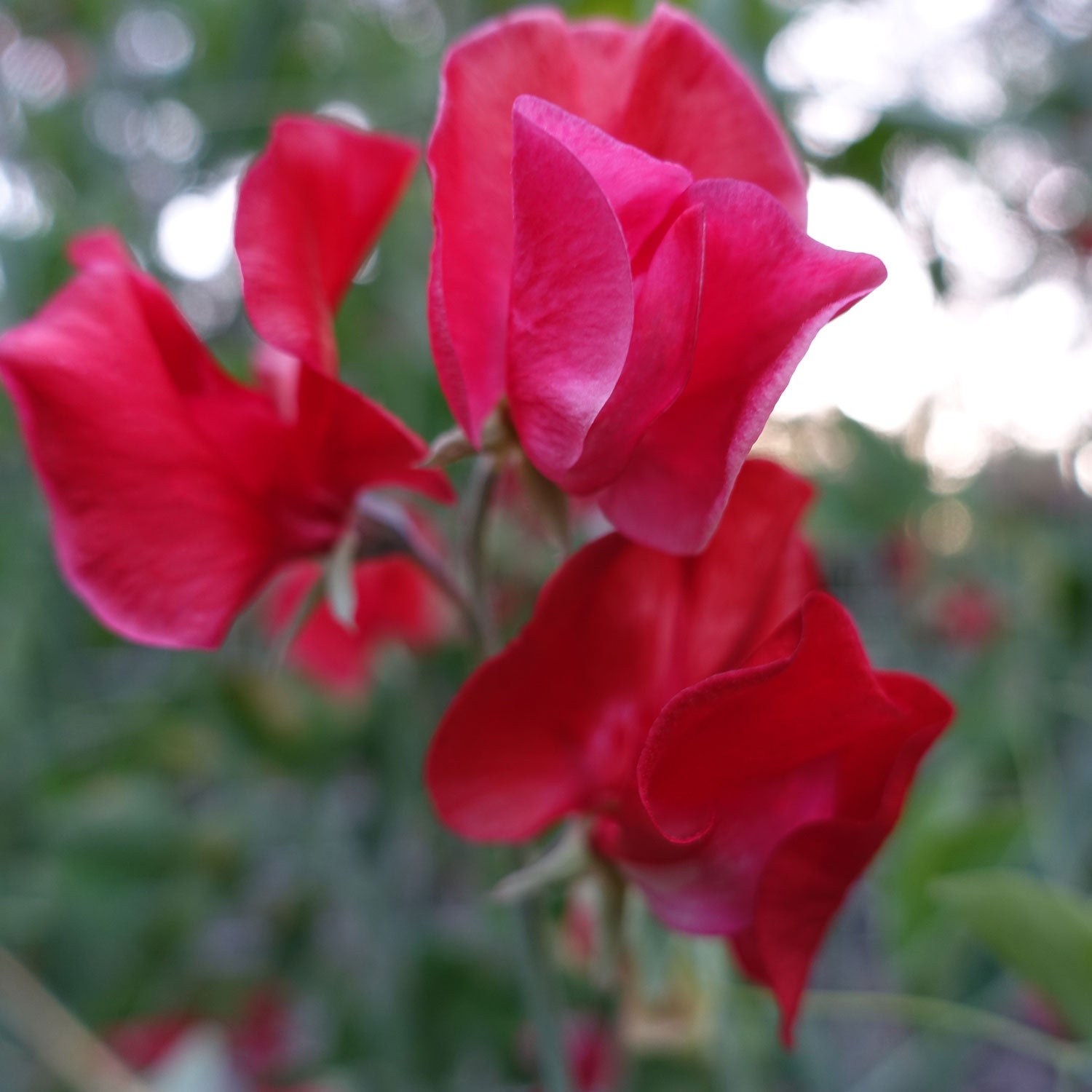 Red Ace Sweet Pea Flowers
