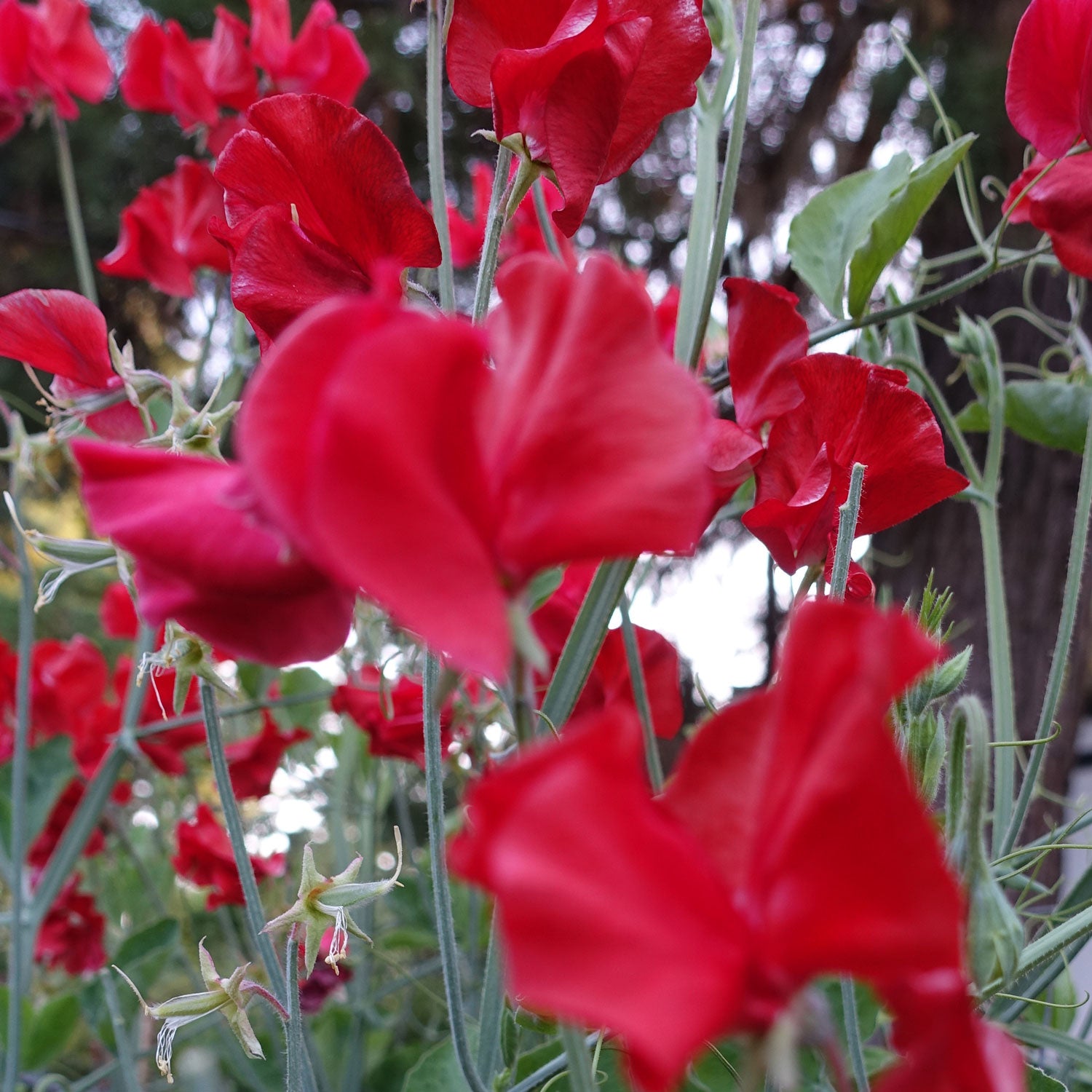 Red Ace Sweet Pea Flowers