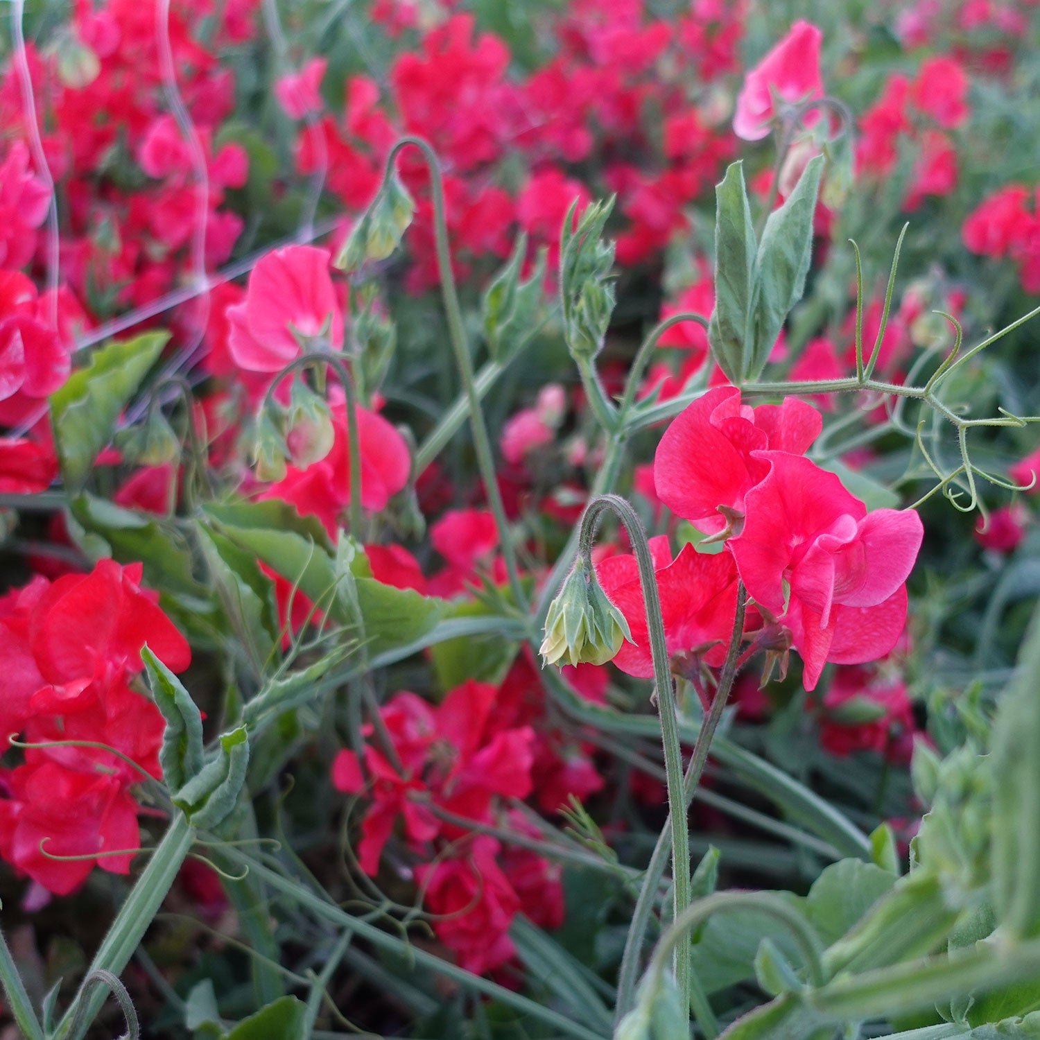 Restormel Sweet Pea Flowers