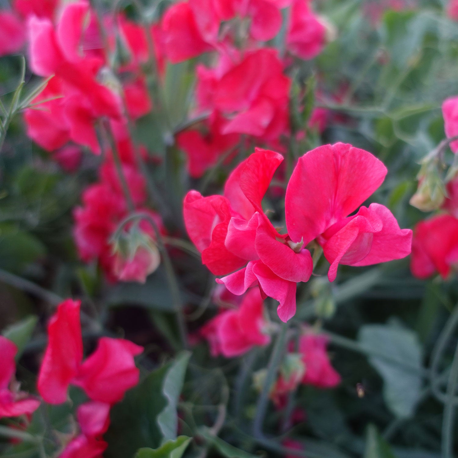 Red Restormel Sweet Pea Flowers