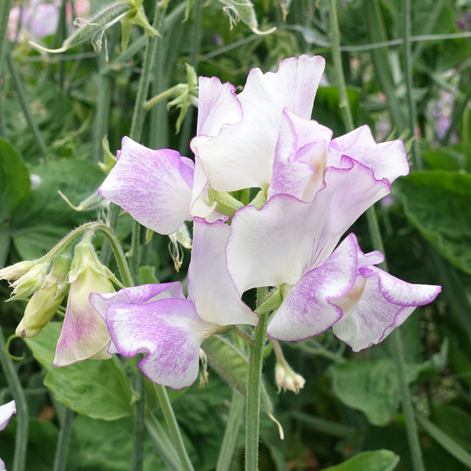 Sweet Pea Sir Jimmy Shand Grown from Sweet Pea Seeds