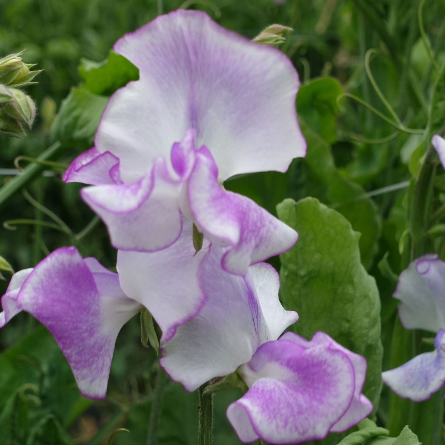 Close up of Sir Jimmy Shand Sweet Pea