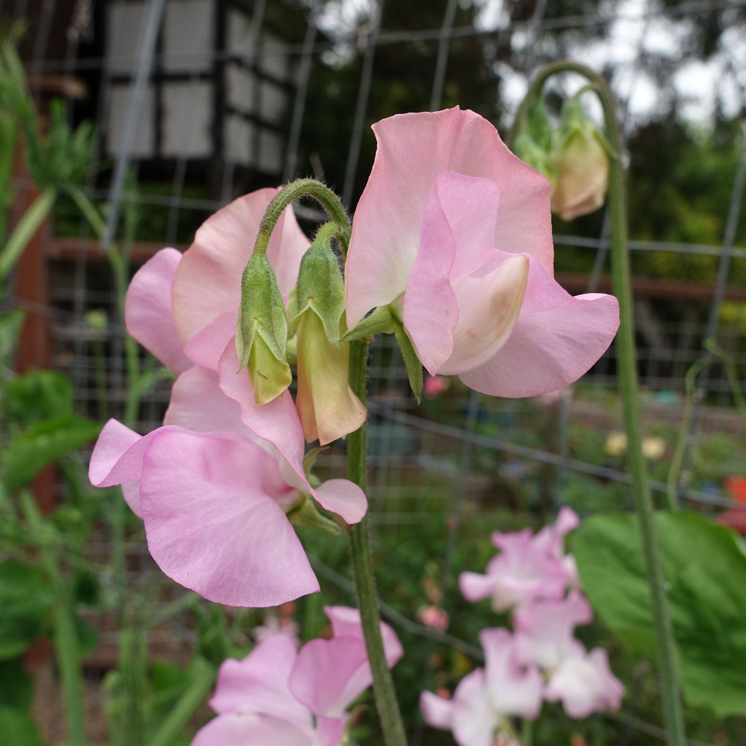 Sweet Pea Solstice Soft Pink with Buds