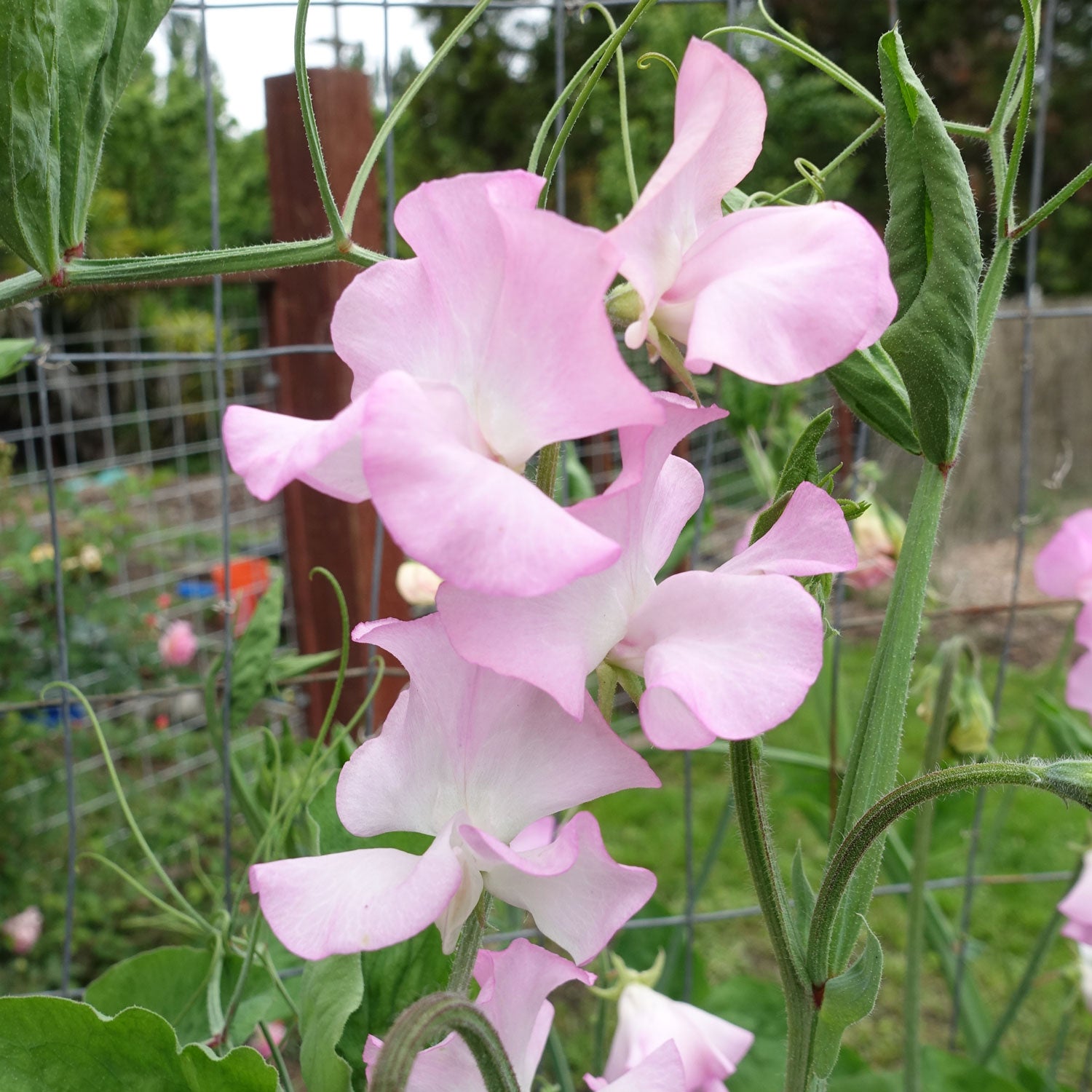 Sweet Pea Solstice Soft Pink Growing on the Sweet Pea Vine