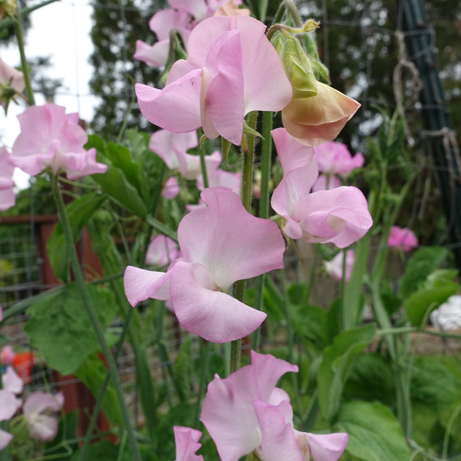 Sweet Pea Solstice Soft Pink Close Up