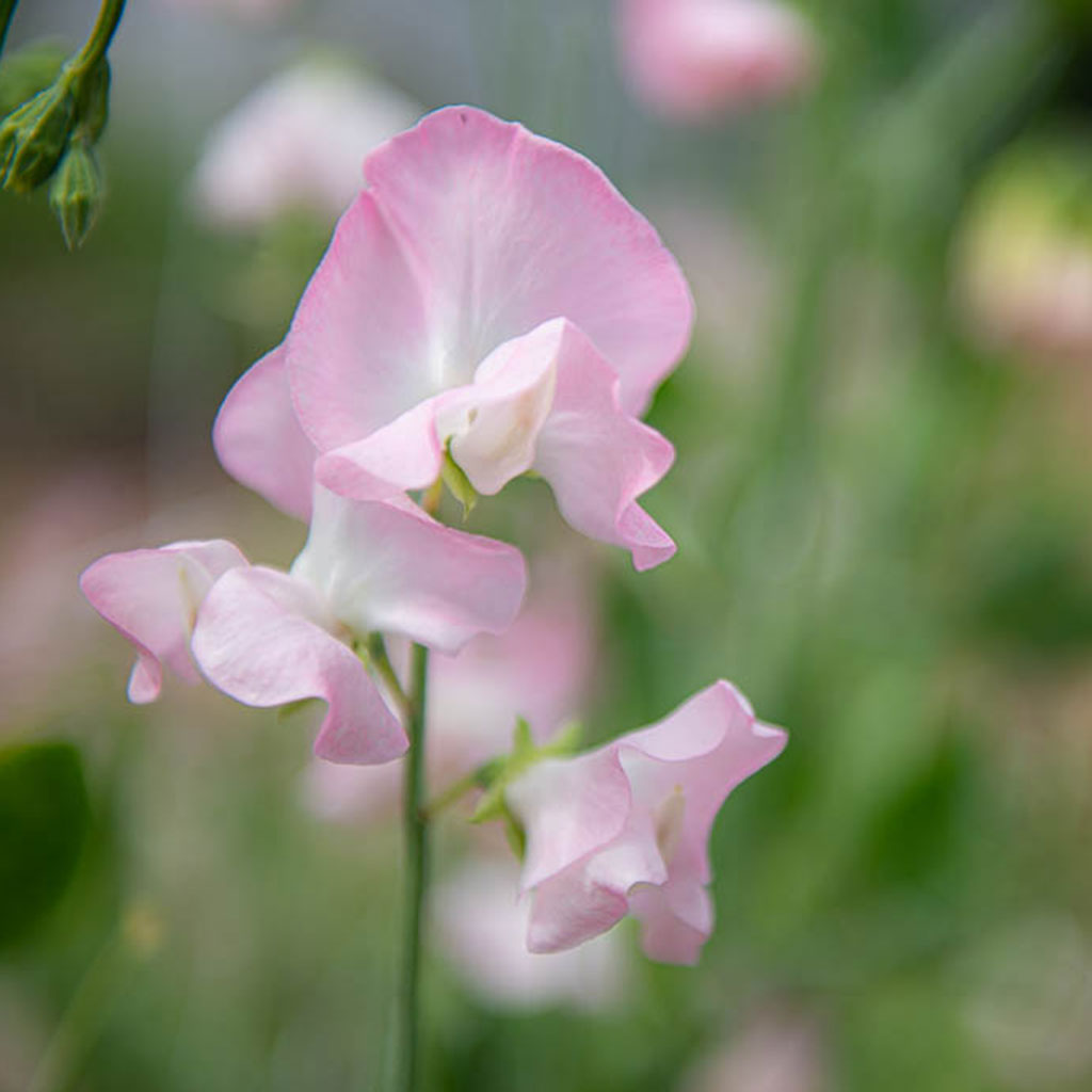 Southbourne Sweet Pea Flowers